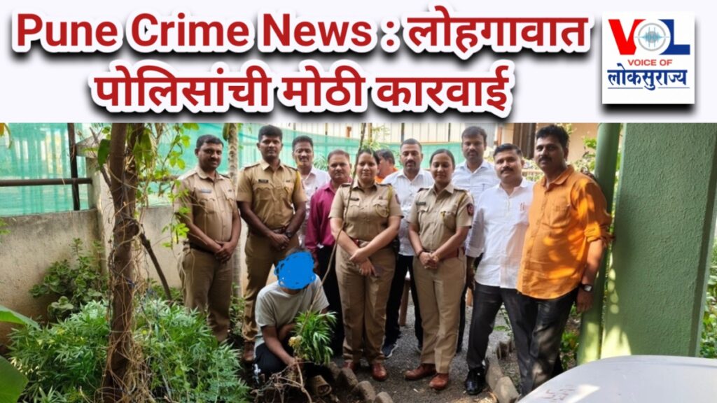 Pune Crime News 2026 Lohgaon ganja plants seized by police
